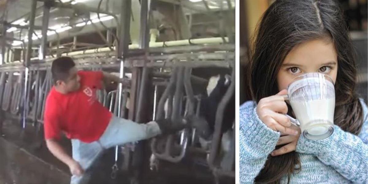 Mrazivé VIDEO: Muž sa zamestnal v kravíne, aby svetu ukázal bolestivú pravdu o výrobe mlieka