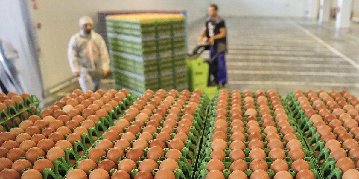 Na Slovensku zaznamenali ďalší výskyt fipronilu! Buďte opatrní na vajcia z Poľska