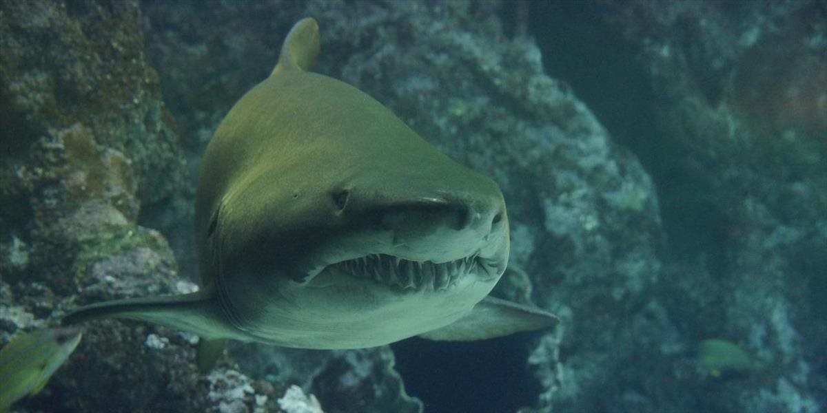 FOTO Neuveriteľné! Objavili žraloka, ktorého vek vás skutočne šokuje