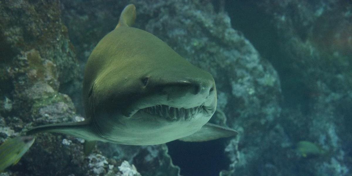 FOTO Neuveriteľné! Objavili žraloka, ktorého vek vás skutočne šokuje
