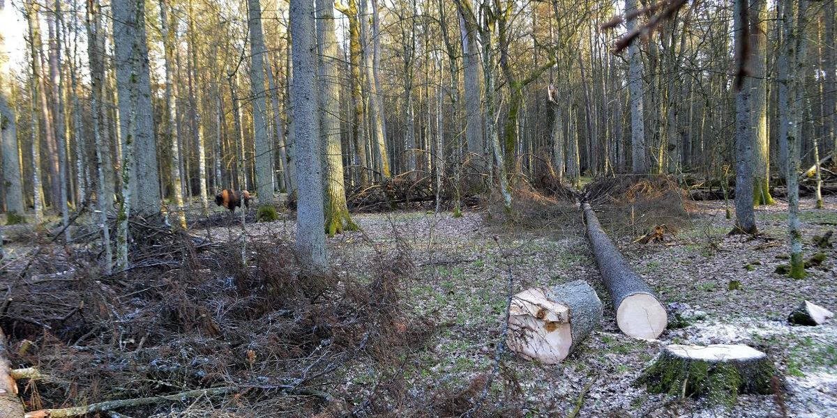 Lesníci sa už vzpierajú, nesúhlasia s navrhovanými opatreniami rezortu o ochrane našich lesov