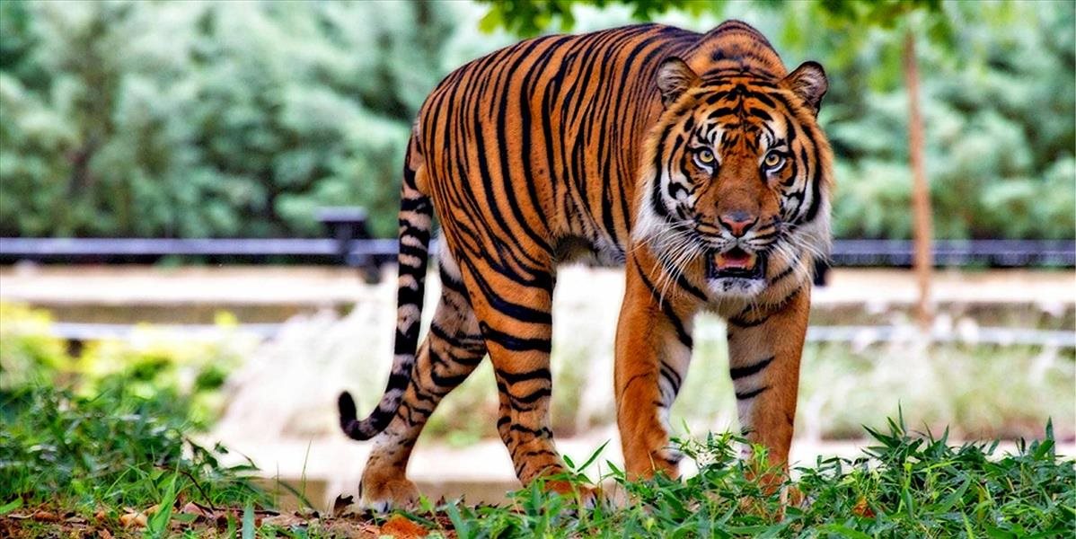 VIDEO Nečakaný hosť: Na svadbu v Indii sa prišiel pozrieť ľudožravý tiger