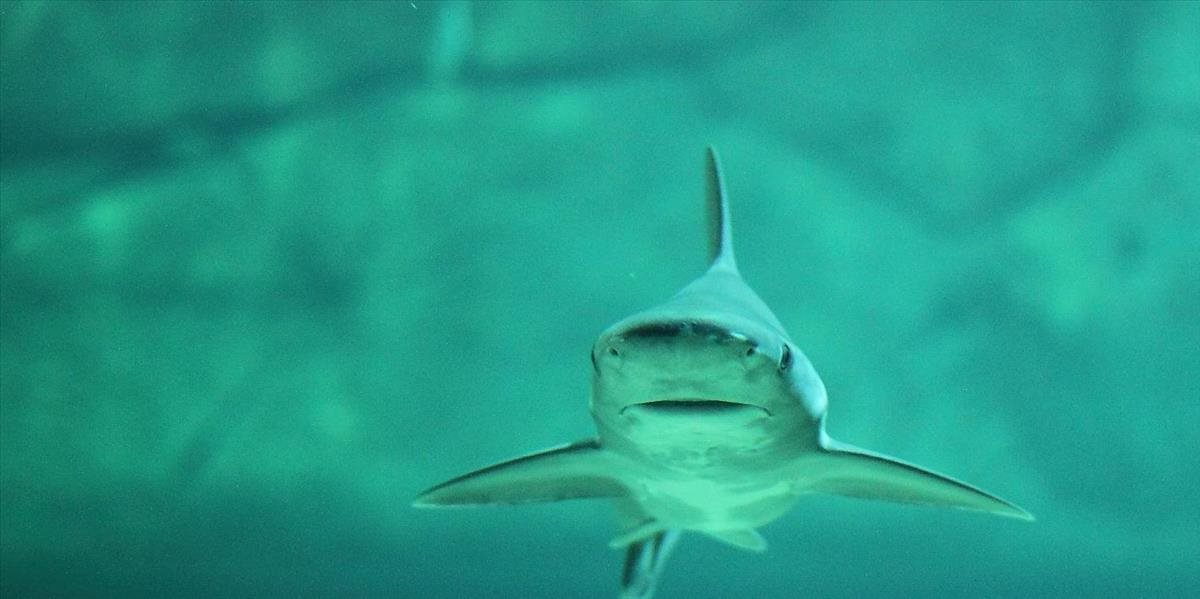 Pri ostrove v Perzskom zálive našli stovky mŕtvych žralokov