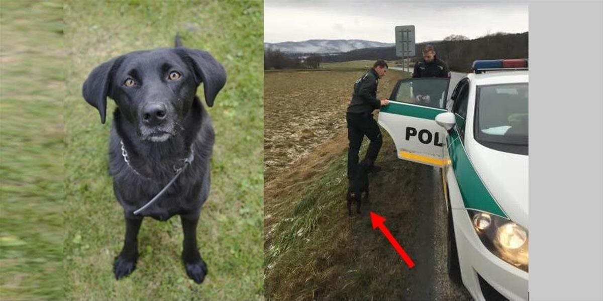Na ceste pri Svidníku sa bezradne potuloval psík; policajti mu vzorne pomohli!