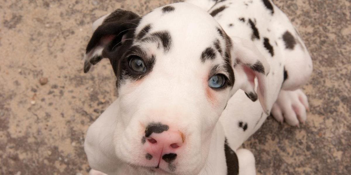 Za zanedbanie starostlivosti o 84 psov dostala Američanka pokutu 800-tisíc dolárov