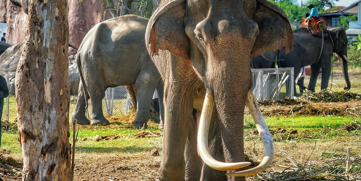 Rozzúrený slon v thajskej Pattaji rozšliapal Číňana