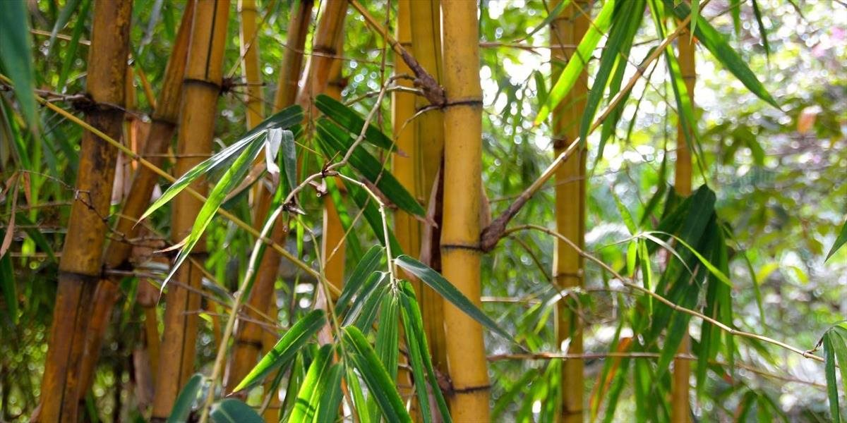 FOTO Neverili by ste, čo sa dá vyrobiť z bambusu: Tento muž udivuje celý svet!