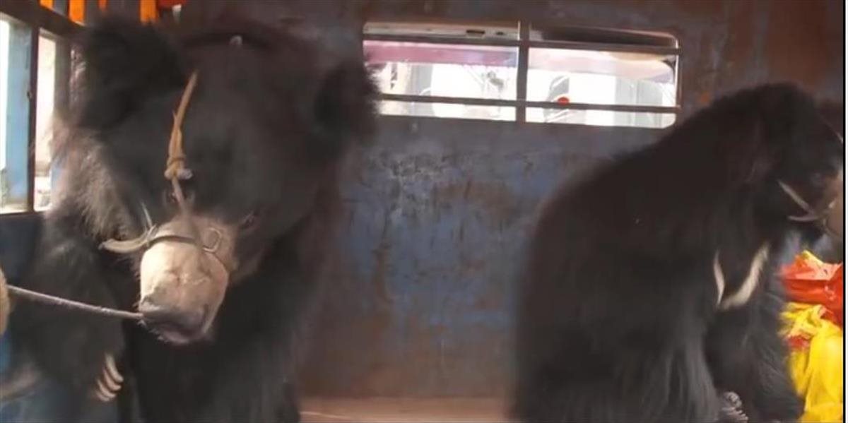 VIDEO Zachránili posledných medvedích tanečníkov v Nepále