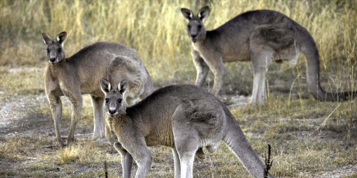 V Austrálii záhadne hynú milióny klokanov, veterinári si nevedia rady