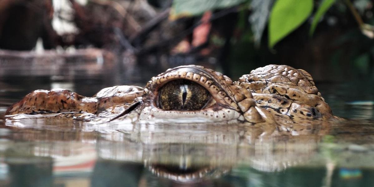 Útok krokodíla neprežil 90-ročný turista