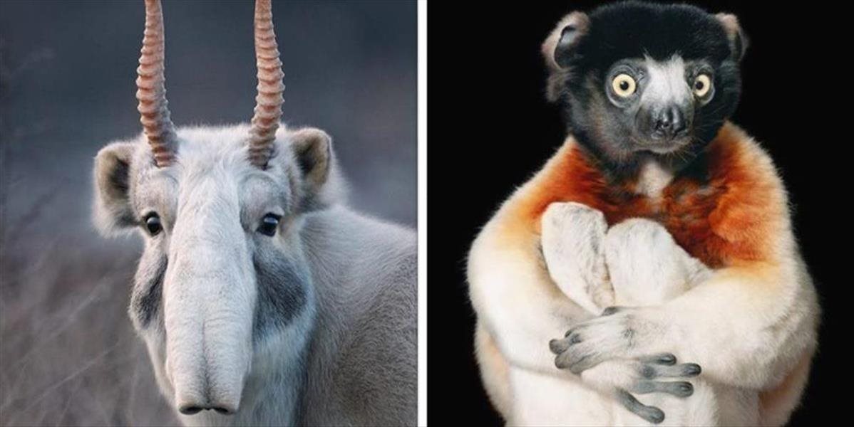 FOTO Tieto nádherné zvieratá budeme onedlho vidieť už len na fotkách, sú na pokraji vyhynutia