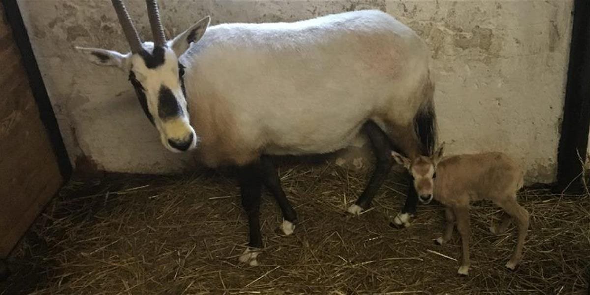 V bratislavskej zoo sa narodilo mláďa oryxa arabského