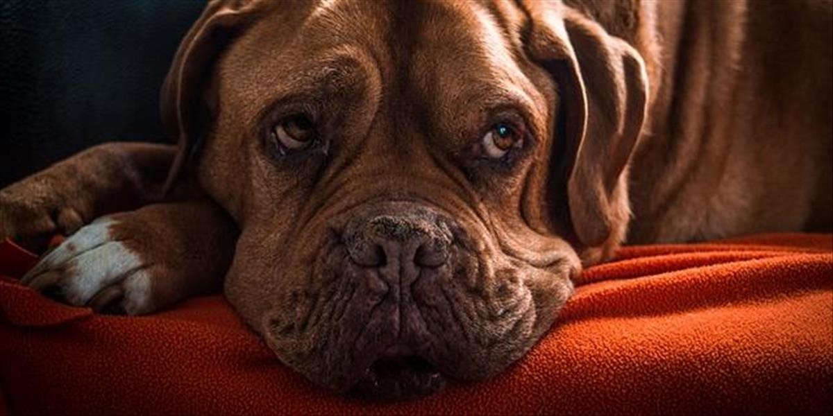 Láska až za hrob: Oddanosť psov nemá hraníc