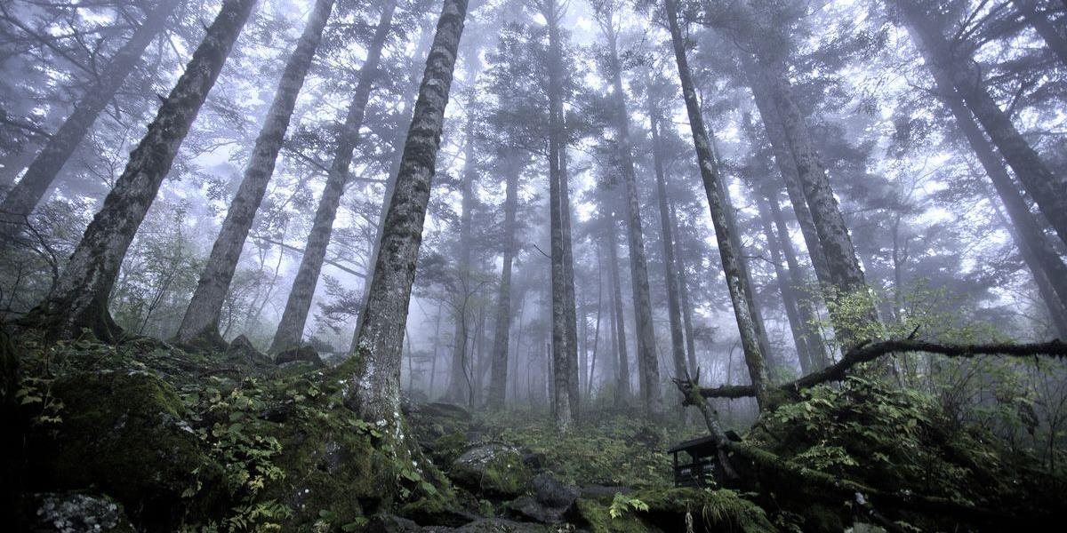 Čína sa chce pričiniť o zlepšenie stavu životného prostredia, vysadí les o rozlohe Írska