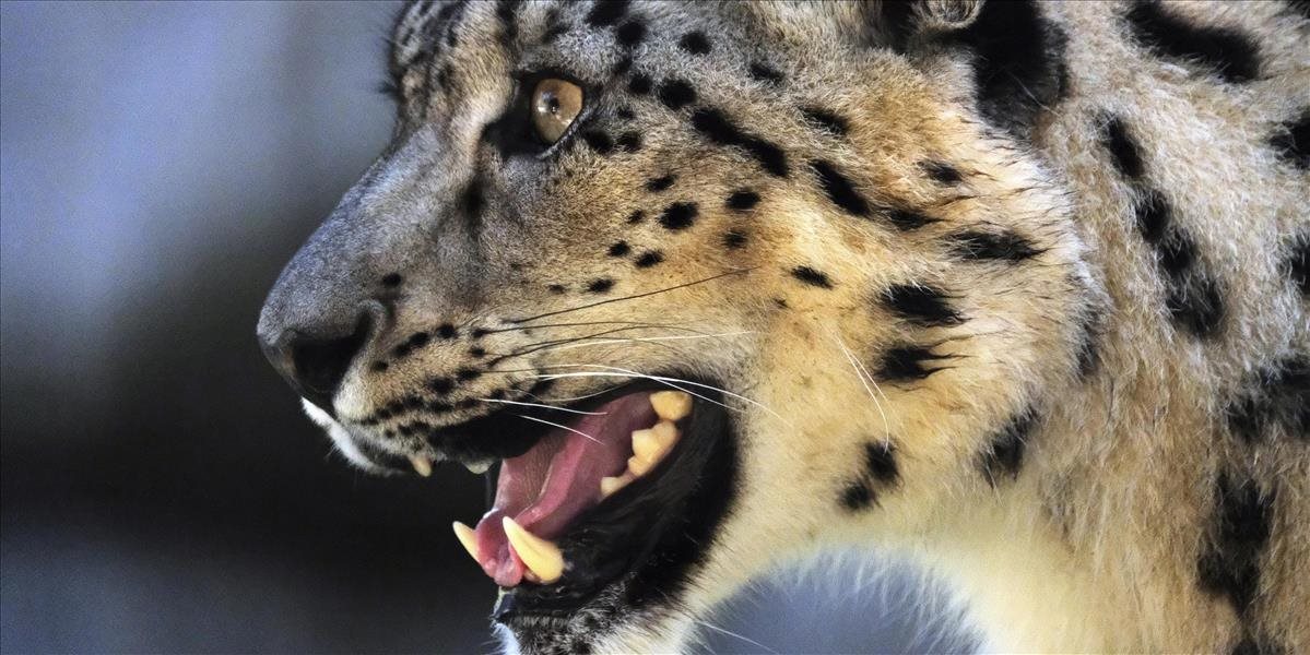 Leopardy na vidieku v Indii zabili najmenej tri deti