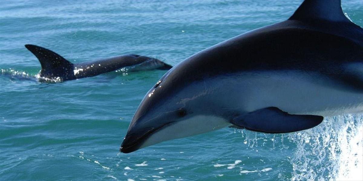 Vírus, ktorý napáda imunitný systém jedincov, zabil už takmer dvesto delfínov guyanských