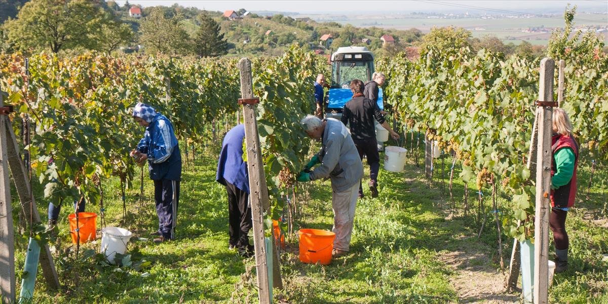Slovenskí vinohradníci majú problém získať plochy pre novú výsadbu, žiadajú zmenu zákona