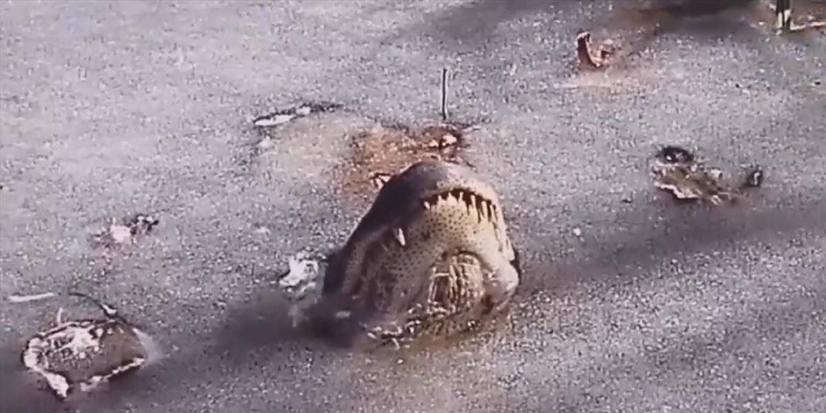 VIDEO Aligátory prežívajú v mrazoch s papuľami trčiacimi z ľadu