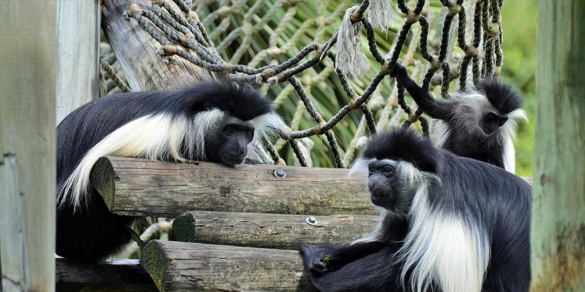VIDEO Keď má opica opicu. Holdujú alkoholu aj zvieratá?