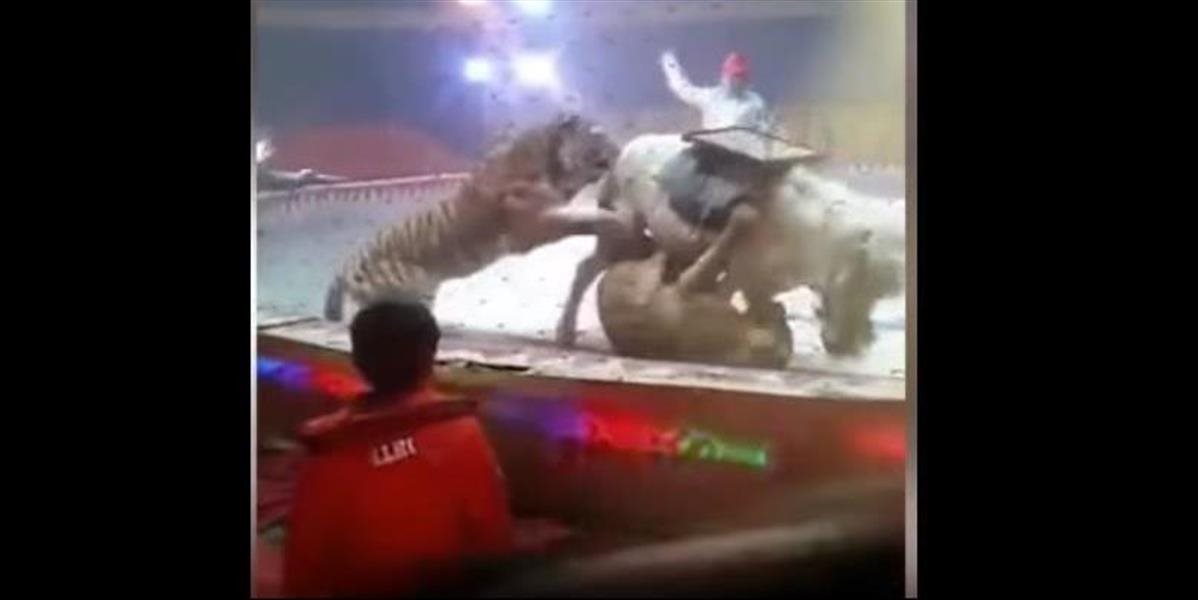 Nervy drásajúce VIDEO Koňa v cirkuse brutálne napadli tiger a lev! Pôvodne na ňom mali jazdiť...