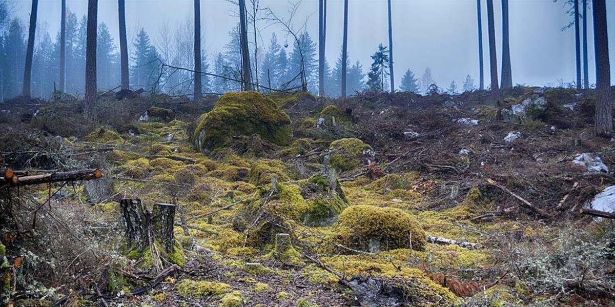 Bývalý generálny riaditeľ lesov pred súdom, spôsobil škodu viac ako 195-tisíc eur