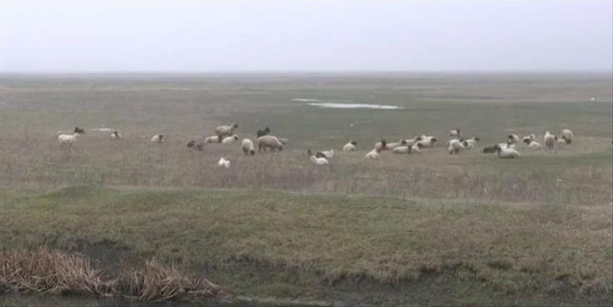 VIDEO Rumunské ovce ohrozili americký systém protiraketovej obrany
