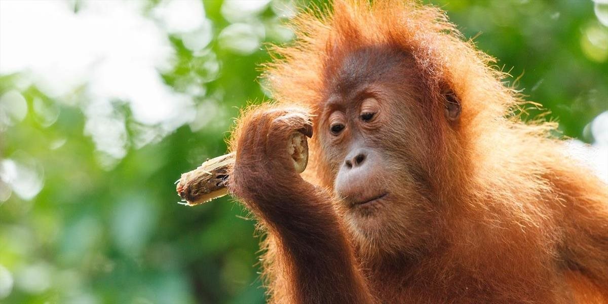 Vedci sú nadšení: Orangutany objavili liek proti bolesti!