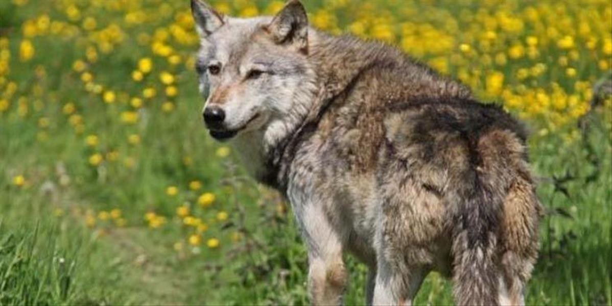 V Británii polícia hodiny naháňala vlka, ktorý ušiel z útulku