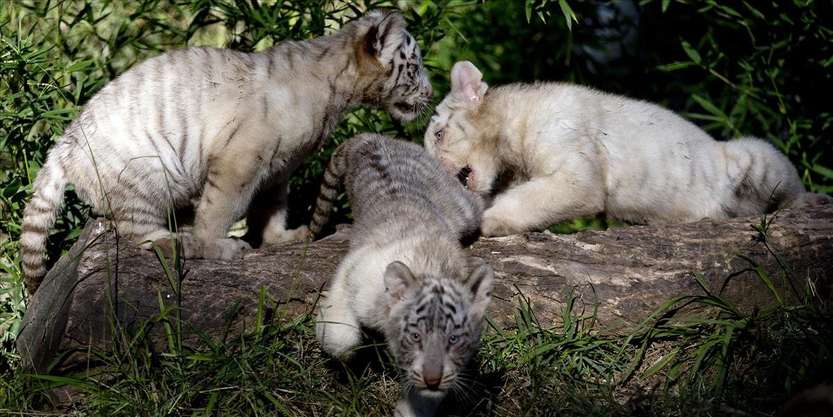 VIDEO Šestorčatá vzácneho bieleho tigra ukázali návštevníkom zoo