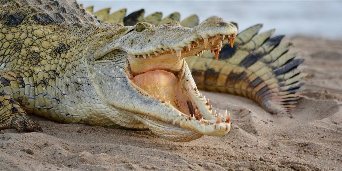 Ruskí policajti pri rutinnej domovej prehliadke narazili na nílskeho krokodíla