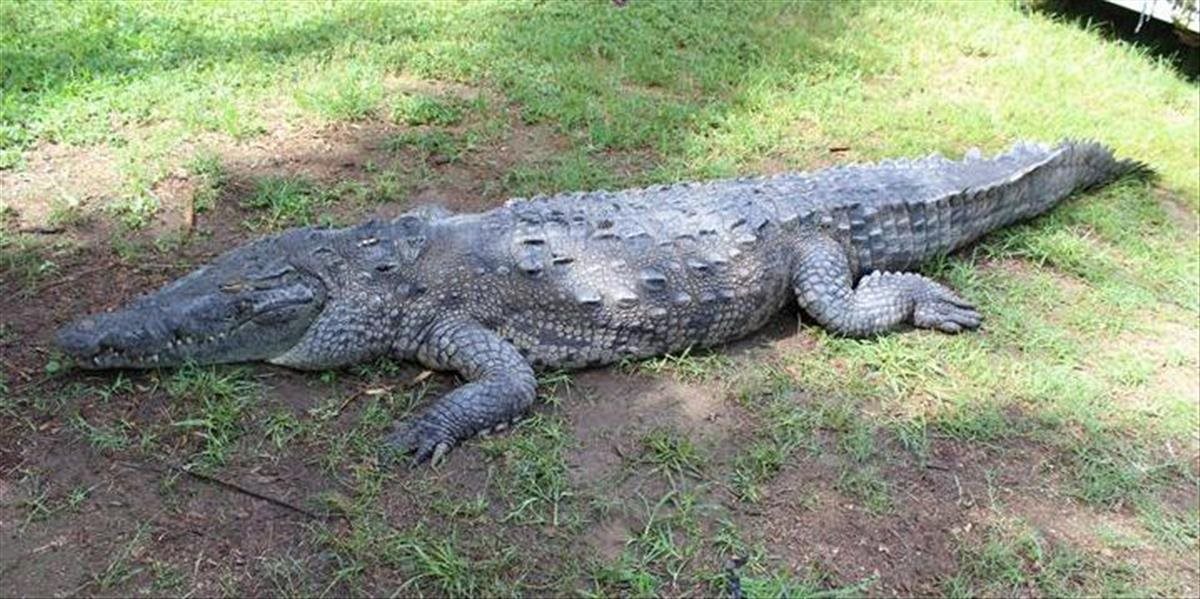 Policajti pátrali po nelegálnych zbraniach, našli krokodíla