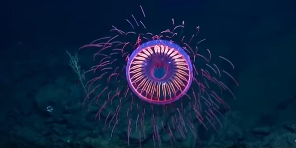 VIDEO V oceáne natočili medúzu, ktorá pripomína ohňostroj