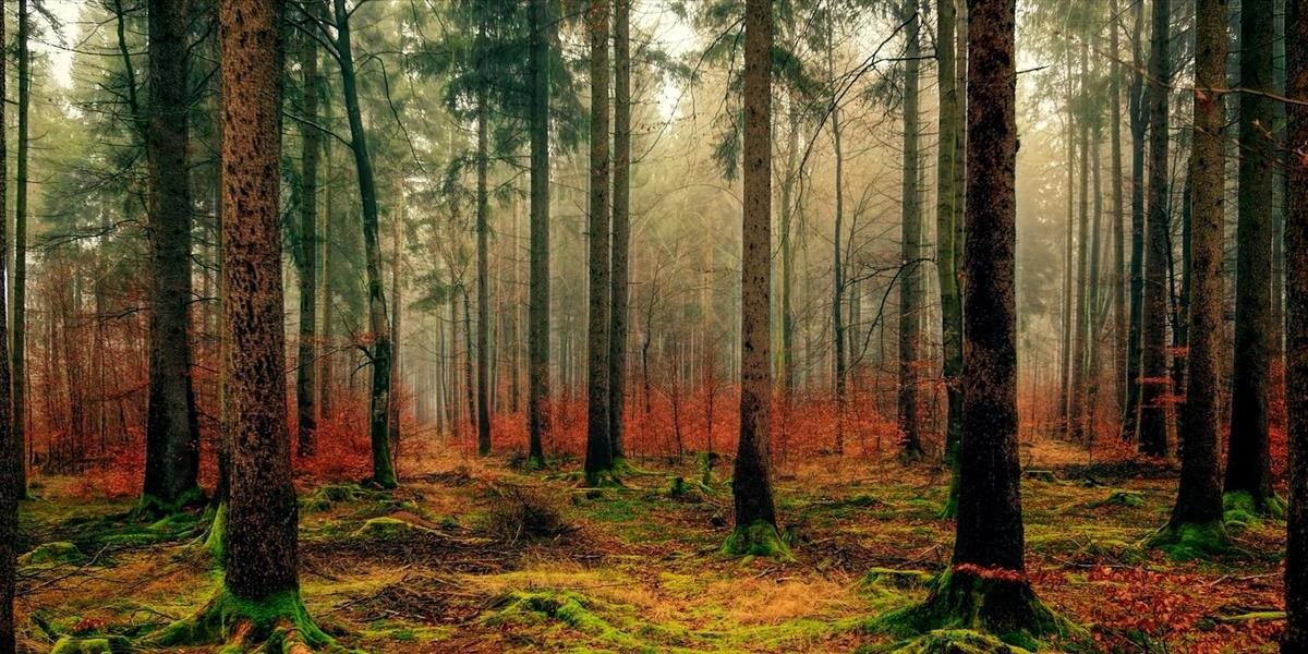 Lesy SR zverejnili informácie o pláne ťažby dreva v Bratislave a jej okolí