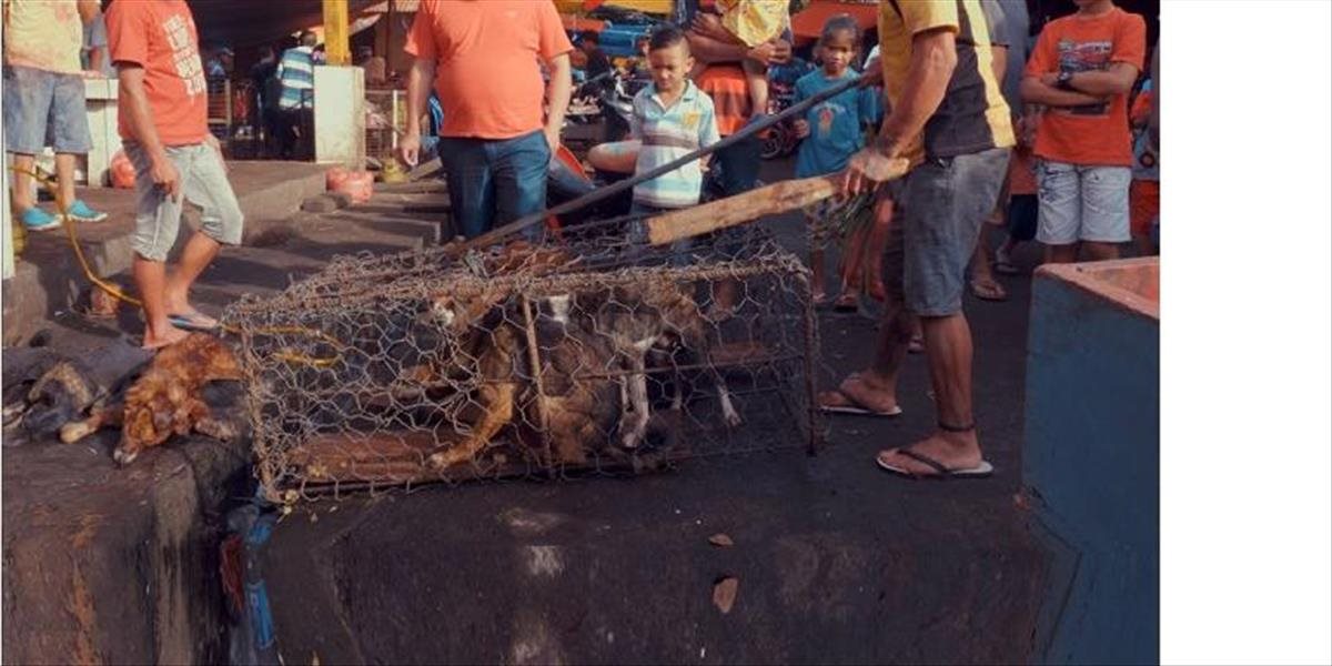 VIDEO Indonézske trhy sú zvieracie peklo; aktivisti preto vyzývajú na zákaz predaja psieho mäsa