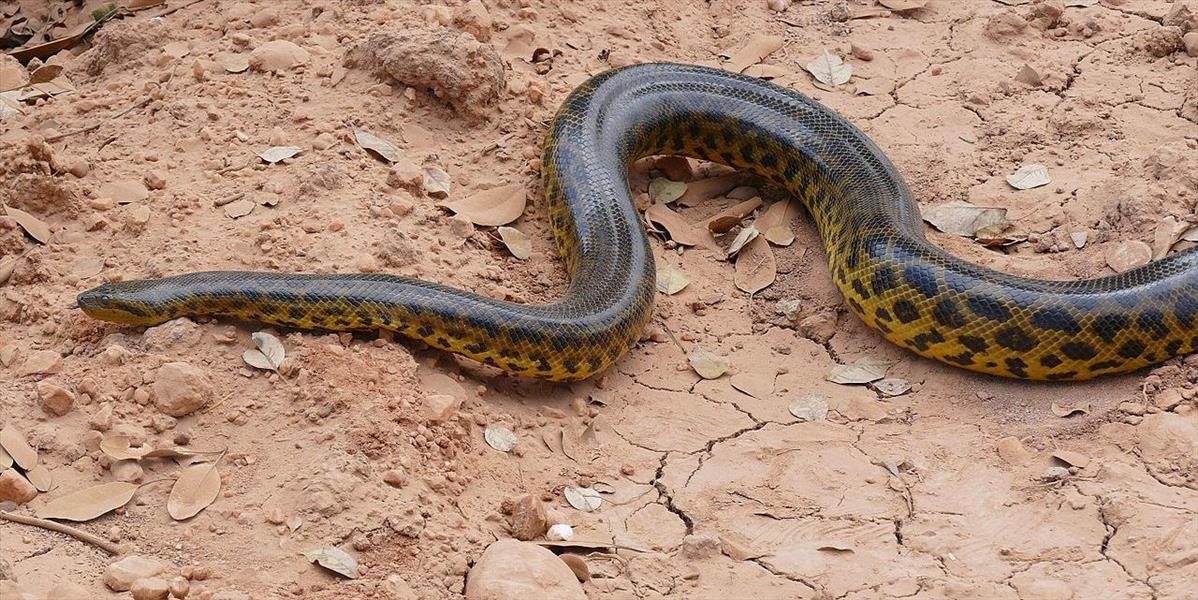 Záhadný nález veľkého hada v okolí Stupavy: Zbavil sa anakondy nezodpovedný chovateľ?