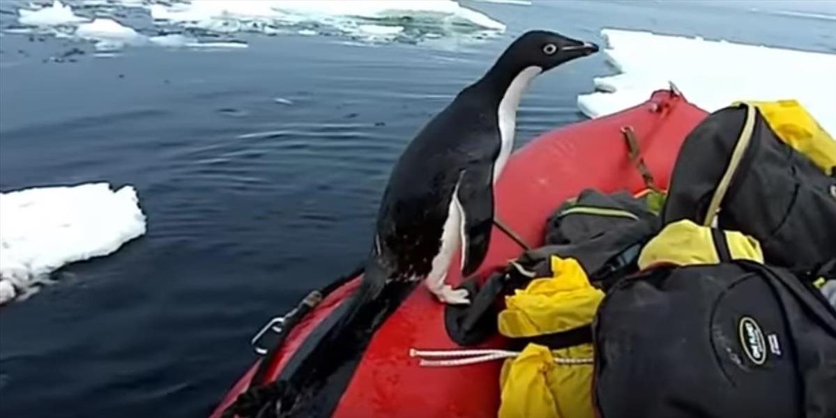 Veselé VIDEO: Čln expedície v Antarktíde si zblízka poobzeral tučniak