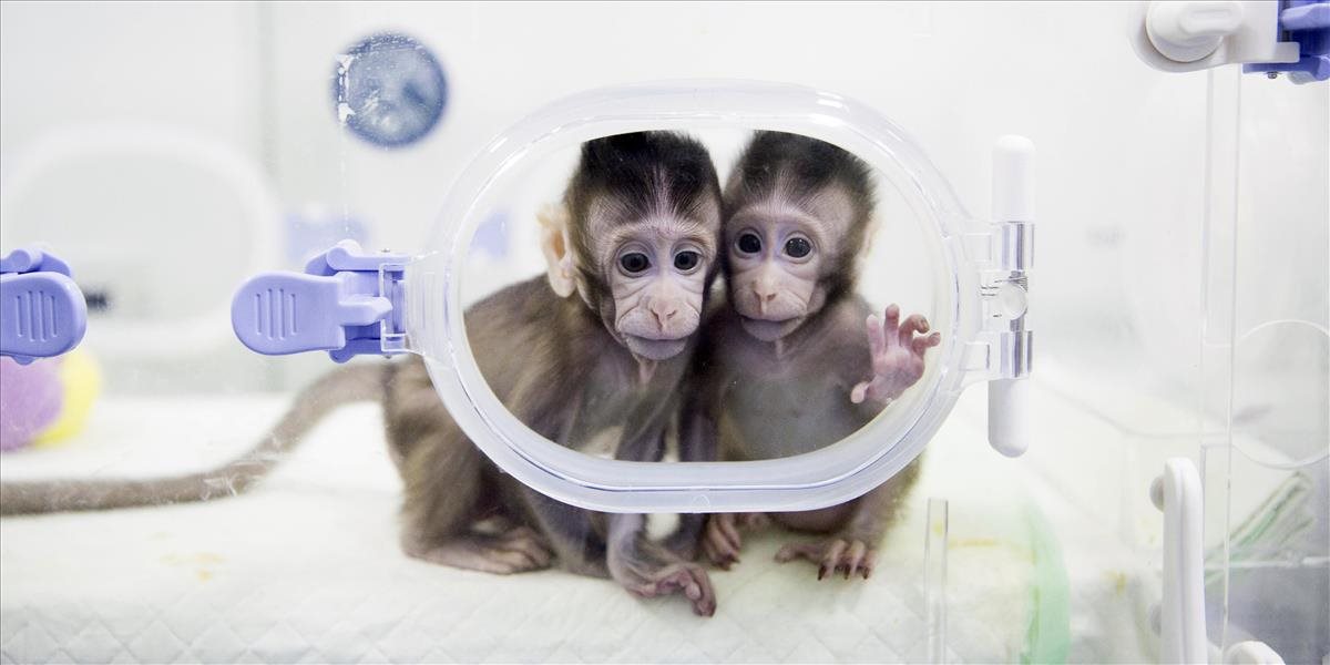 FOTO a VIDEO Čínskym vedcom sa podarilo naklonovať prvé primáty, o chvíľu sú na rade ľudia