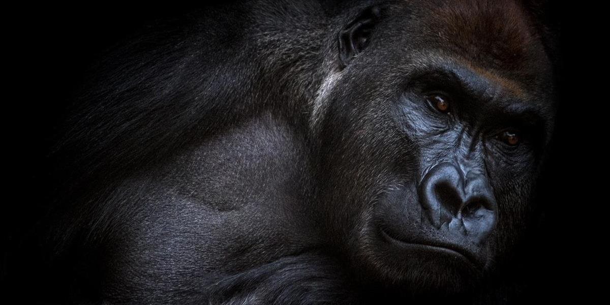 V safari parku skonala jedna z najstarších goríl na svete