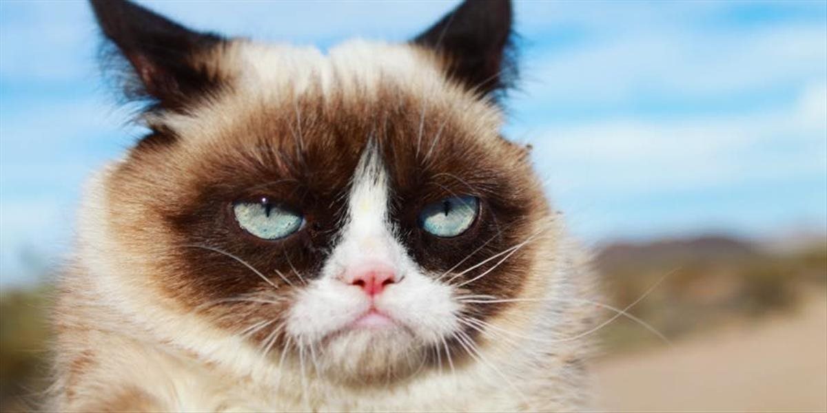 Najmrzutejšia mačka internetu vyhrala na súde 700 tisíc dolárov