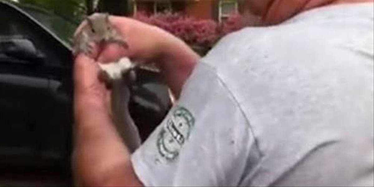 VIDEO Záchranná akcia zranenej veveričky skončila tragédiou