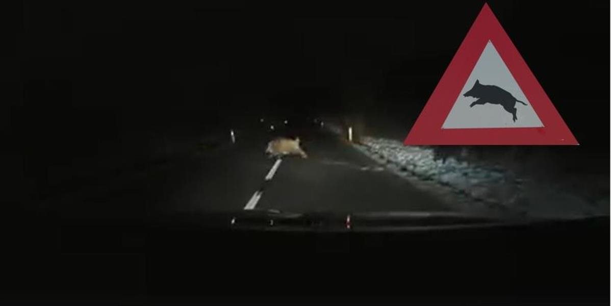 VIDEO Divé svine zastavili premávku na štátnej ceste a bolo ich naozaj veľa