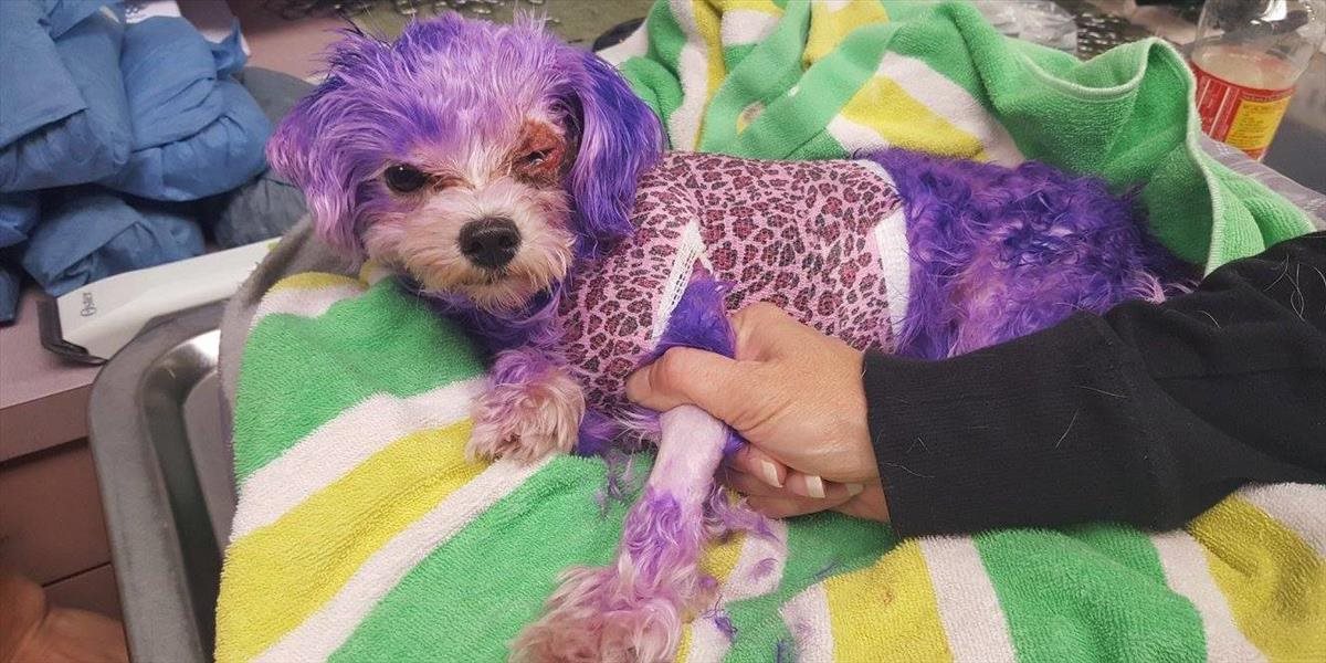 FOTO Majiteľka chcela svojho psíka prefarbiť na fialovo, skoro ho tým zabila!