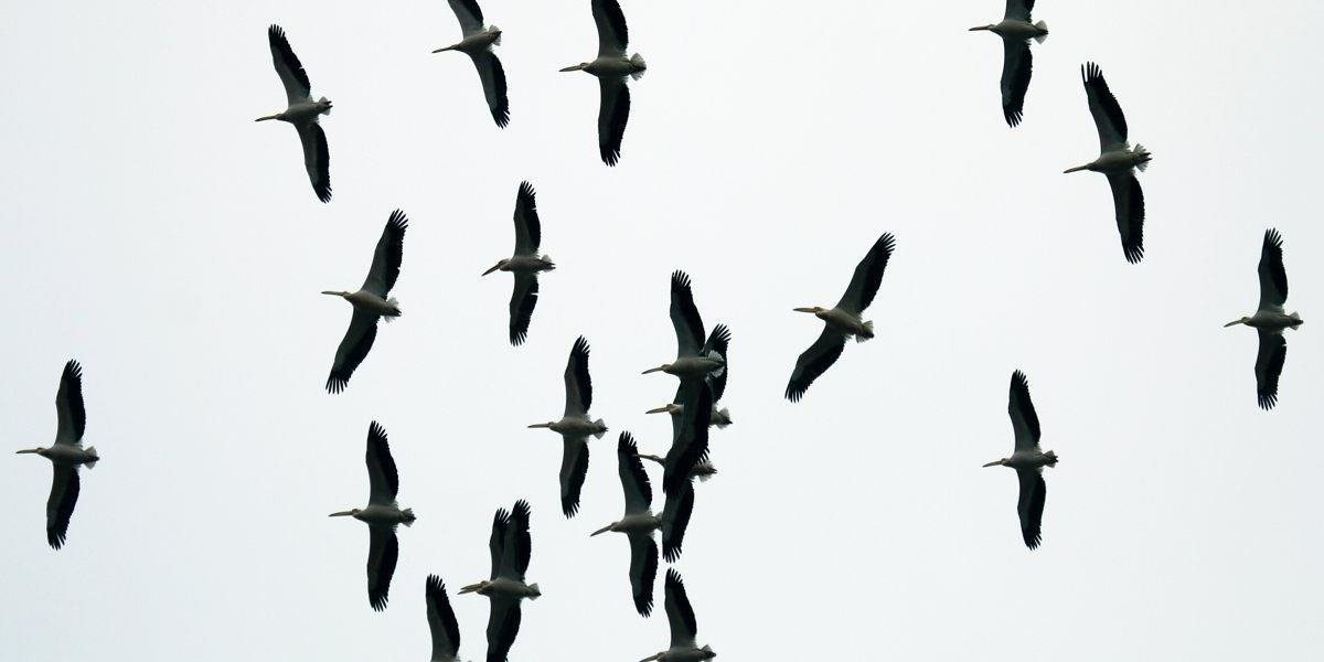 Medzinárodné sčítavanie vtáctva poukazuje aj na znečistené vody plné odpadu