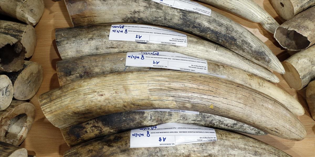 Zákonodarcovia odhlasovali zákaz obchodovania so slonovinou