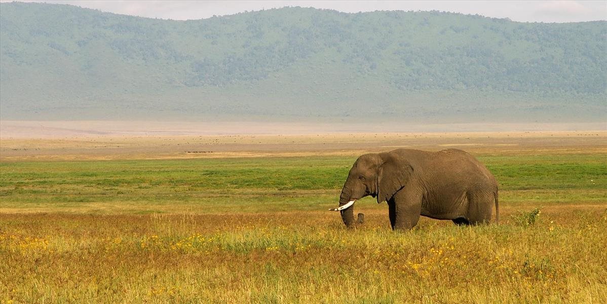 Zákerné pytliactvo v Afrike: Slonom otravujú vodu v napájadlách kyanidom