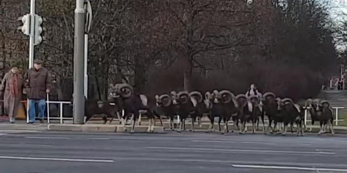 VIDEO Po frekventovanej križovatke v Prahe prebehlo stádo muflónov. Na zelenú, ako sa patrí