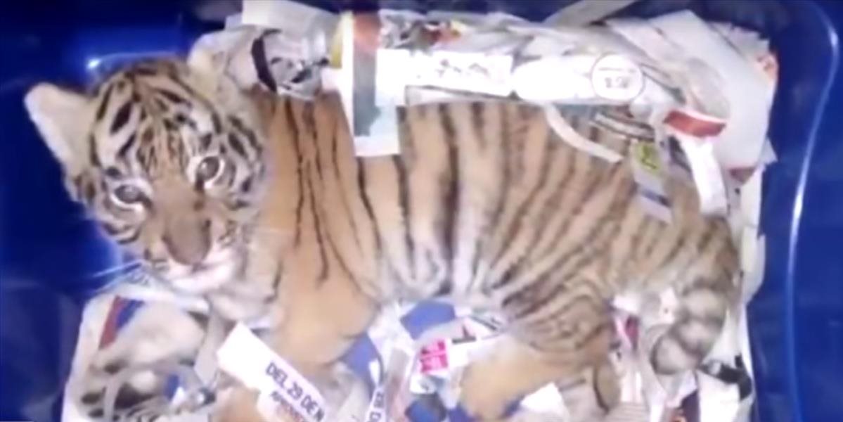 VIDEO V Mexiku poslali poštou živé tigrie mláďa v zapečatenom plastovom boxe!