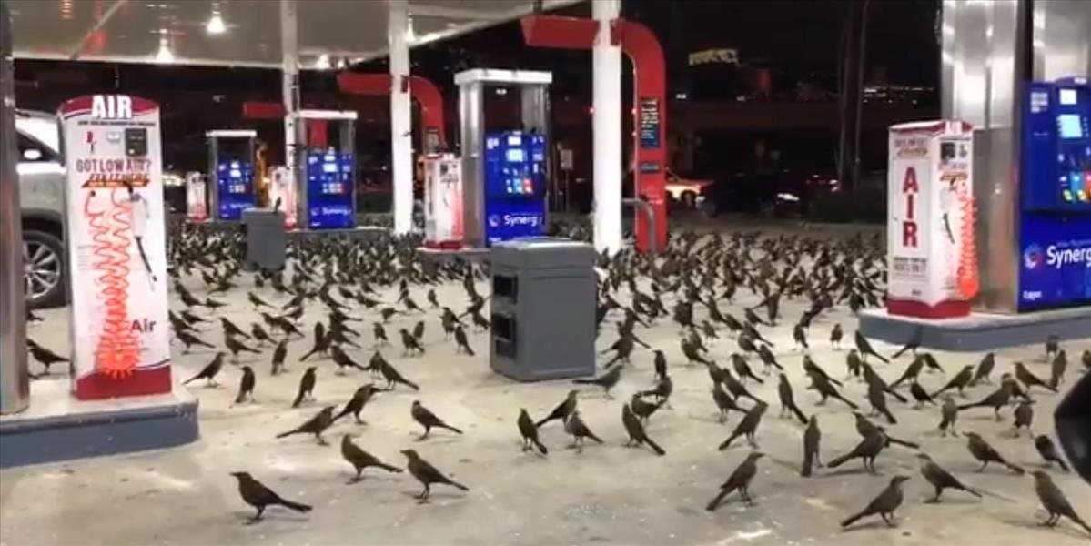 VIDEO Benzínku obsadili vtáci. Ako z Hitchcockovho hororu