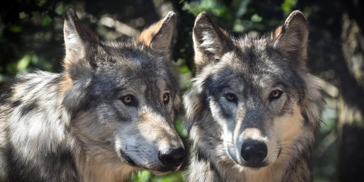 Vláda vo Francúzsku predstavila plán na ochranu vlkov