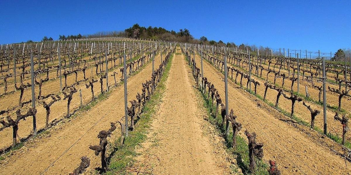 O pestovanie viniča je na Slovensku čoraz väčší záujem: Ministerstvo rozširuje počet vinohradníckych obcí